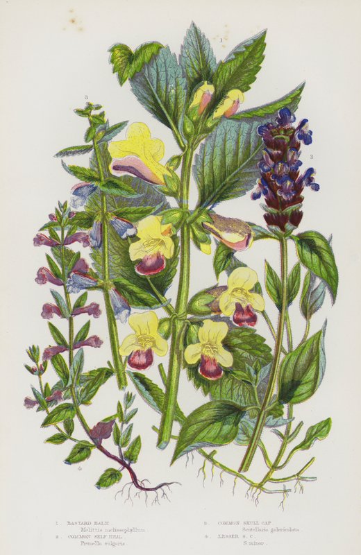 Ison-Britannian kukkivat kasvit: Bastard Balm, Common Self Heal, Common Skull Cap, Lesser Skull Cap (väri litho) tekijältä English School