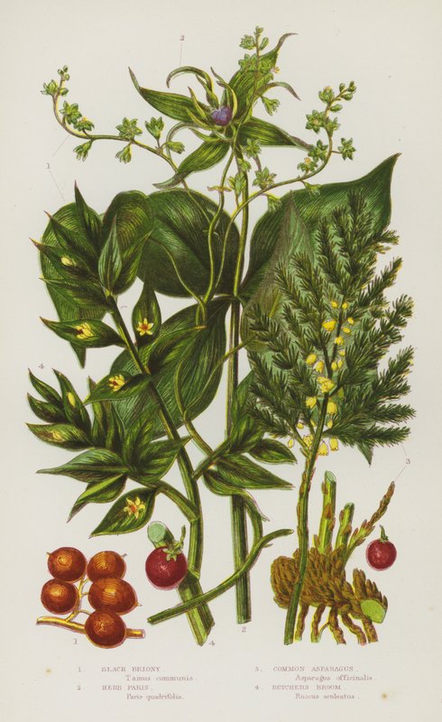 Ison-Britannian kukkivat kasvit: Black Briony, Herb Paris, Common Asparagus, Butchers Broom (väri litho) tekijältä English School