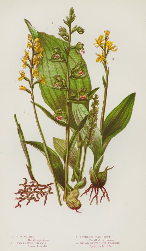 Ison-Britannian kukkivat kasvit: Bog Orchis, Two Leaved Liparis, Spurless Coral Root, Broad Leaved Helleborine (väri litho) tekijältä English School