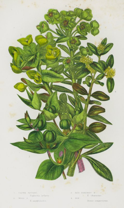 Ison-Britannian kukkivat kasvit: Caper Spurge, Wood Spurge, Red Shrubby Spurge, Box (väri litho) tekijältä English School