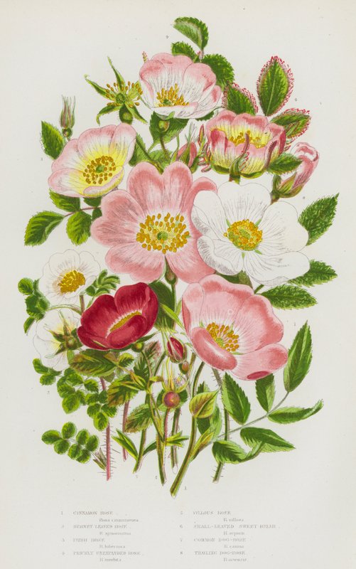 Ison-Britannian kukkivat kasvit: Cinnamon Rose, Burnet leaf Rose, Irish Rose, Prickly Unexpanded Rose, Villous Rose, Small Leaved Sweet Briar, Common Dog-Rose, Trailing Dog-Rose (värilitho) tekijältä English School
