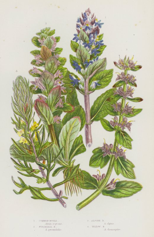 Ison-Britannian kukkivat kasvit: Common Bugle, Pyramidal Bugle, Alpine Bugle, Yellow Bugle (väri litho) tekijältä English School