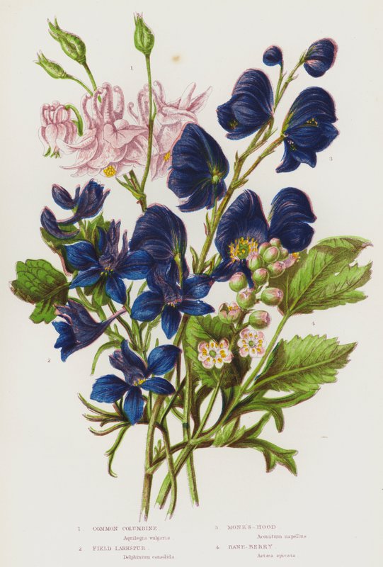 Ison-Britannian kukkivat kasvit: Common Columbine, Field Larkspur, Monk