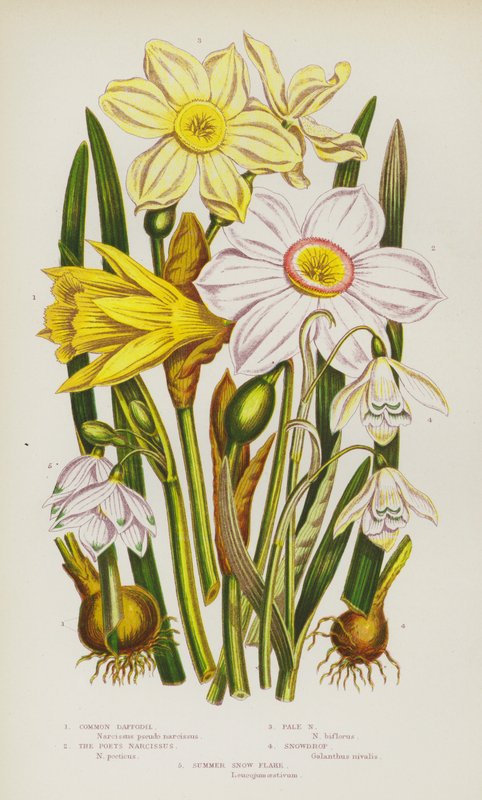 Ison-Britannian kukkivat kasvit: Narsissi, Pale Narcissus, Snowdrop, Summer Snow Flake (väri litossa). tekijältä English School