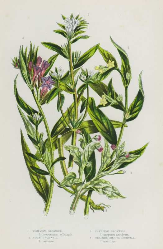 Ison-Britannian kukkivat kasvit: Common Gromwell, Corn Gromwell, Creeping Gromwell, Sea Side Smooth Gromwell (väri litho) tekijältä English School