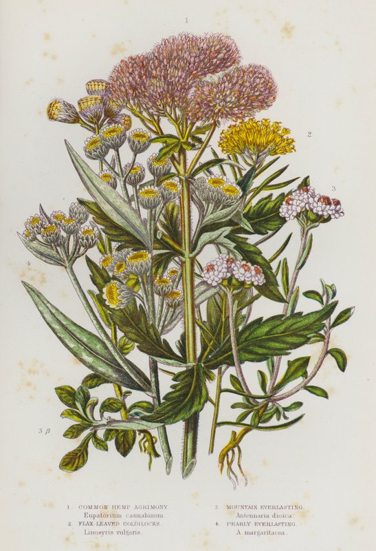 Ison-Britannian kukkivat kasvit: Common Hamp Agrimony, pellavanlehtiset kultakutrit, Mountain Everlasting, Pearly Everlasting (väri litho) tekijältä English School