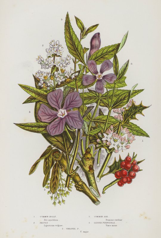 Ison-Britannian kukkivat kasvit: Harillinen holly, privet, tavallinen saarni, pieni Periwinkle, Greater Periwinkle (värilitho) tekijältä English School