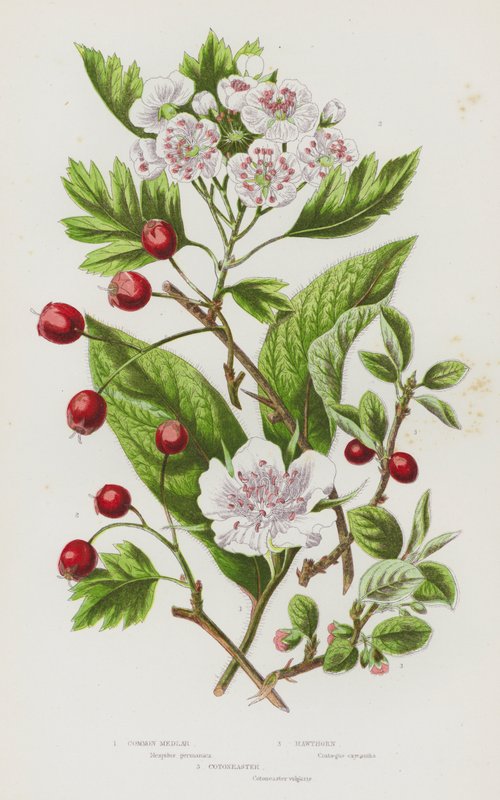 Ison-Britannian kukkivat kasvit: Common Mispeli, Hawthorn, Cotoneaster (väri litho) tekijältä English School