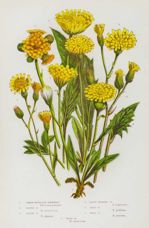 Ison-Britannian kukkivat kasvit: Mouse-Ear Hawkweed, Orange Hawkweed, Alpine Hawkweed, Black Headed Hawkweed, Pale Hawkweed, Wall Hawkweed, Wood Hawkweed (väri litro). tekijältä English School