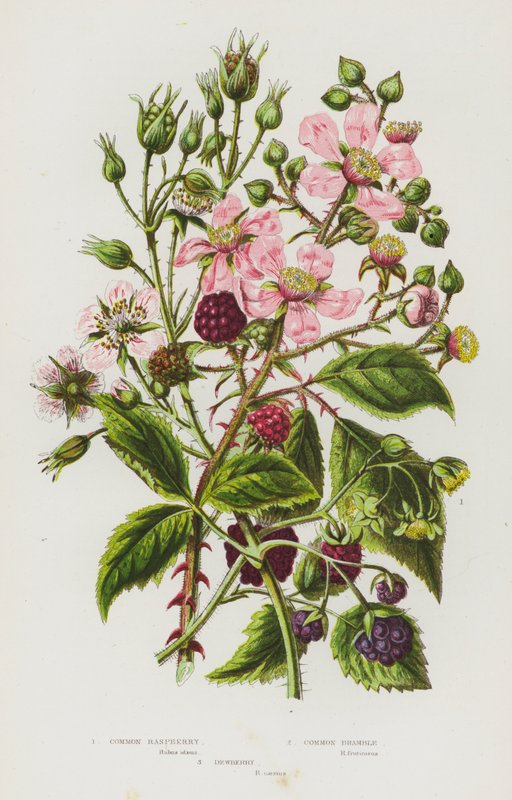 Ison-Britannian kukkivat kasvit: (väri litografia): Common Raspberry, Common Bramble, Dewberry (väri litografia) tekijältä English School