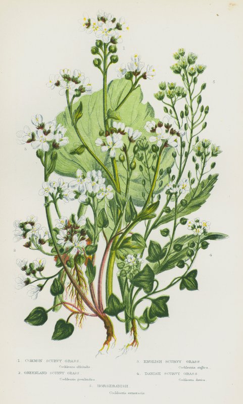 Ison-Britannian kukkivat kasvit: Common Scurvy Grass, Grönlannin keripukkiruoho, Englannin keripukkiruoho, Tanskan keripukkiruoho, piparjuuri (väri litho) tekijältä English School