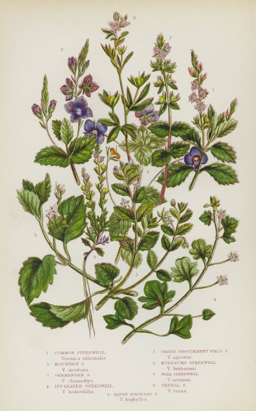 Ison-Britannian kukkivat kasvit: Common Speedwell, Mountain Speedwell, Germander Speedwell, Ivy-Leaved Speedwell, Green Procumbent Field Speedwell, Buxbaums Speedwell, Wall Speedwell, Vernal Speedwell, Blunt Fingered Speedwell (värilitho) tekijältä English School