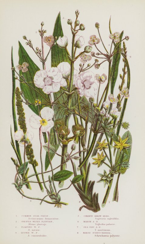 Ison-Britannian kukkivat kasvit: Common Star Fruit, Greater Water Plantain, Floating Water Plantain, Lesser Water Plantain, Common Arrow-Head, Marsh Arrow-Head, Sea-Side Arrow-Head, Marsh Scheuchzeria (väri litho) tekijältä English School