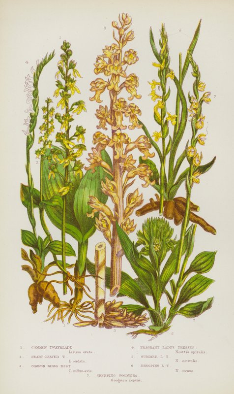 Ison-Britannian kukkivat kasvit: Common Twayblade, Heart-Leaved Twayblade, Common Birds-Nest, Fragrant Lady