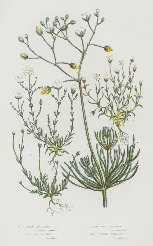 Ison-Britannian kukkivat kasvit: Corn Spurrey, Knotted Spurrey, Pearl-Wort Spurrey, Awl Shaped Spurrey (värilitho) tekijältä English School