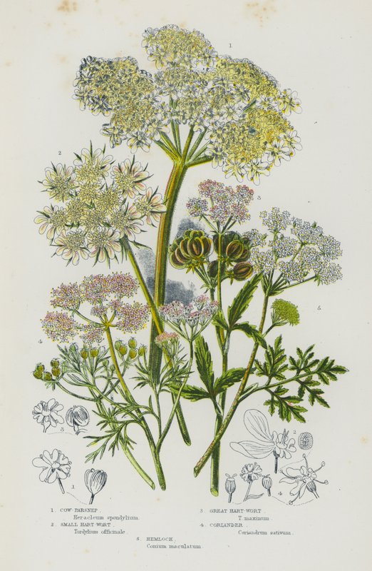 Ison-Britannian kukkivat kasvit: lehmän palsternakka, pieni sydänvierre, suurkuisma, korianteri, hemlock (väri litho) tekijältä English School