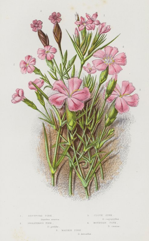 Ison-Britannian kukkivat kasvit: Deptford Pink, Proliferous Pink, Clove Pink, Mountain Pink, Maiden Pink (väri litho) tekijältä English School