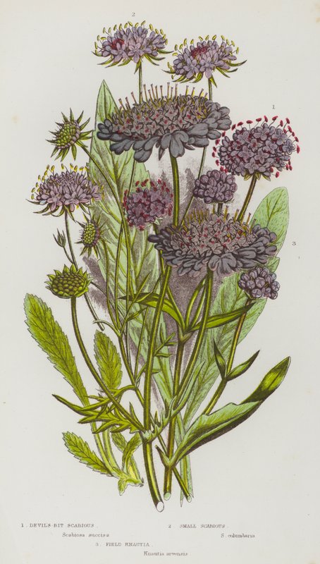 Ison-Britannian kukkivat kasvit: Scabious, Small Scabious, Field Knautia (väri litografia). tekijältä English School