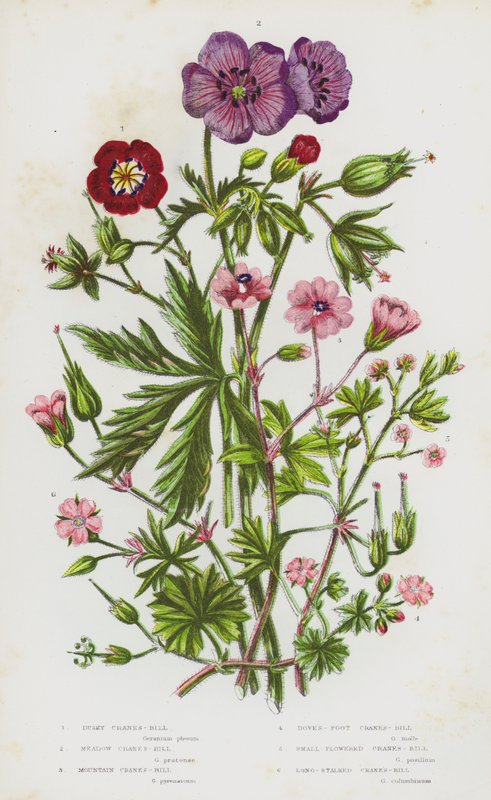 Ison-Britannian kukkivat kasvit: Dusky Cranesbill, Meadow Cranesbill, Mountain Cranes-Bill, Doves-Foot Crane