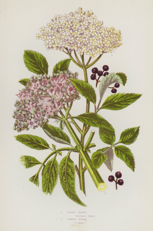 Ison-Britannian kukkivat kasvit: Dwarf Elder, Common Elder (väri litho) tekijältä English School