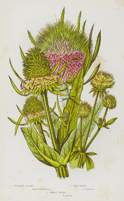 Ison-Britannian kukkivat kasvit: Fullers Teasel, Wild Teasel, Small Teasel (väri litho) tekijältä English School