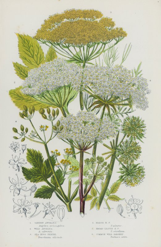 Ison-Britannian kukkivat kasvit: Garden Angelica, Wild Angelica, Sea Hogs Fenkoli, Marsh Hogs Fenkoli, Leveälehtinen Sian fenkoli, Harvinainen palsternakka (väri litho) tekijältä English School