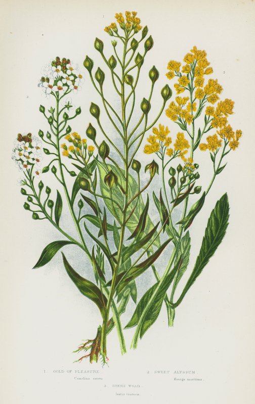 Ison-Britannian kukkivat kasvit: Gold of Pleasure, Sweet Alyssum, Dyer