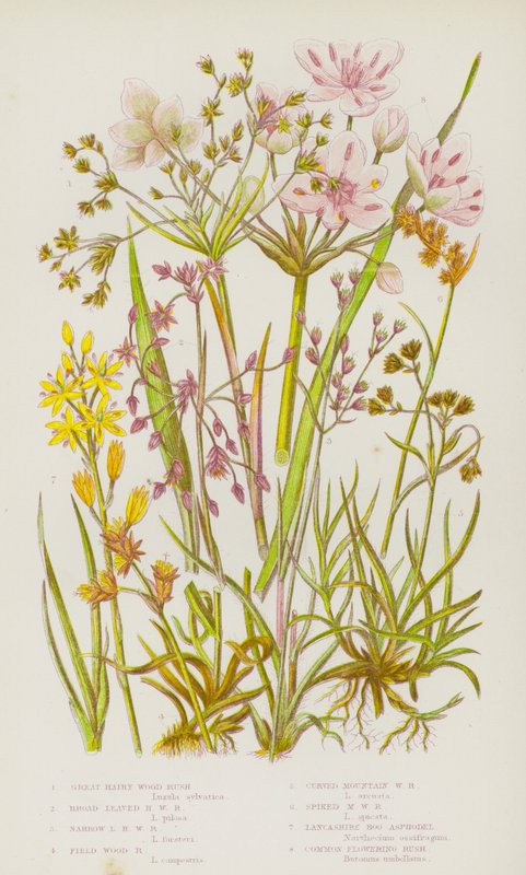 Ison-Britannian kukkivat kasvit: Great Hairy Wood Rush, Broad Leaved Hairy Wood Rush, Kapealehtinen karvainen Wood Rush, Field Wood Rush, Curved Mountain Wood Rush, Spiked Mountain Wood Rush, Lancashire Bog Asphodel, Common Flowering Rush (värilitho) tekijältä English School