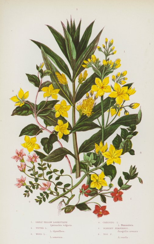 Ison-Britannian kukkivat kasvit: Loosestrife, Tufted Loosestrife, Wood Loosestrife, Creeping Loosetrife, Scarlet Pimpernel, Bog Pimpernel (väri litografia). tekijältä English School