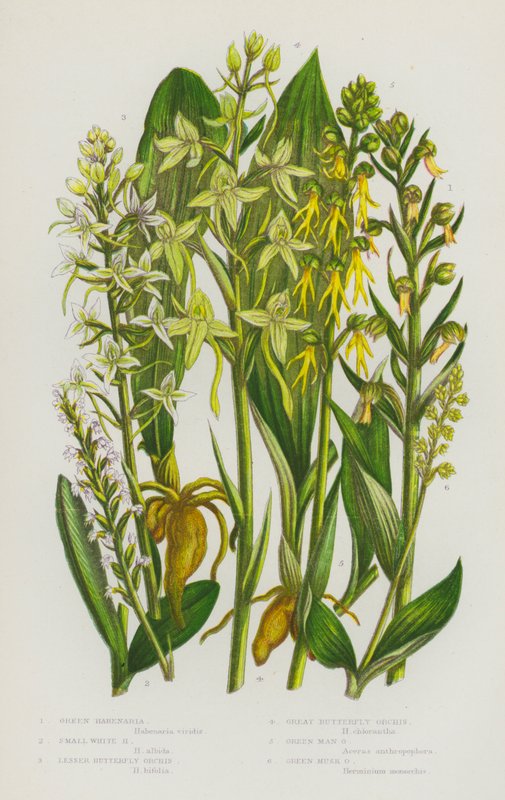 Ison-Britannian kukkivat kasvit: Green Habenaria, Small White Habenaria, Lesser Butterfly Orchis, Great Butterfly Orchis, Green Man Orchis, Green Musk Orchis (värilitho) tekijältä English School