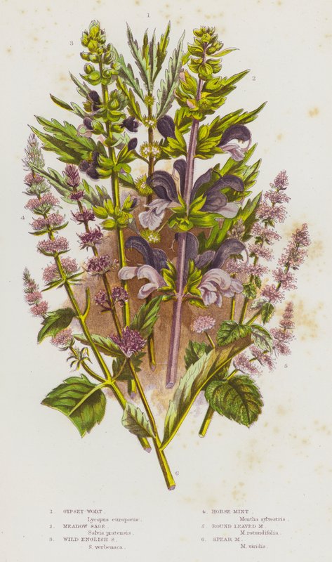 Ison-Britannian kukkivat kasvit: Minttu: Gypsey-Wort, Meadow Sage, Wild English Sage, Horse-Mint, Round Leaved Mint, Spear Mint (väriliitossa). tekijältä English School
