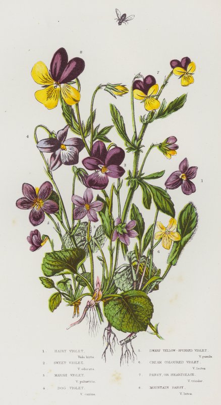 Ison-Britannian kukkivat kasvit: Karvavioletti, Sweet Violet, Marsh Violet, Dog Violet, Dwarf Yellow-Spurred Violet, Kermanvärinen violetti, Orvokki tai Heartsease, Mountain Orvokki (väri litho) tekijältä English School