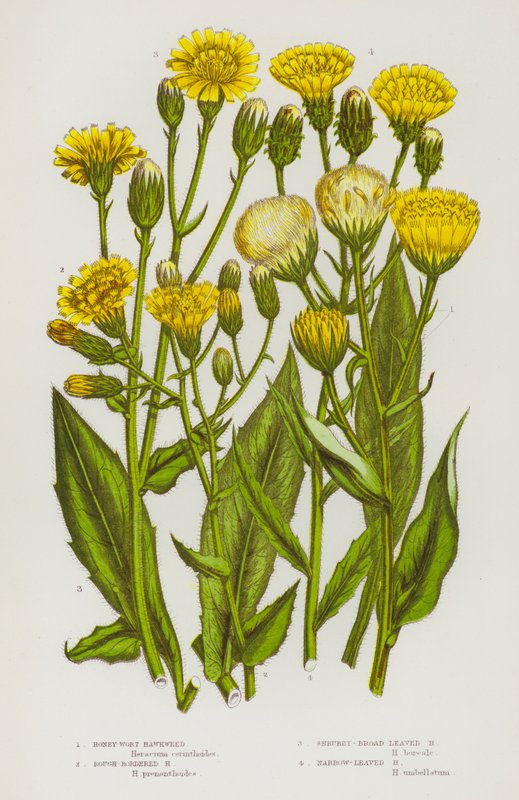 Ison-Britannian kukkivat kasvit: Honey-Wort Hawkweed, Rough-Bordered Hawkweed, Shrubby-Broad Leaved Hawkweed, Narrow-Leaved Hawkweed (väriliitossa). tekijältä English School