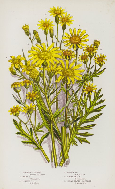 Ison-Britannian kukkivat kasvit: Elegant Ragwort, Hoary Ragwort, Common Ragwort, Marsh Ragwort, Great Fen Ragwort, Broad Leaved Groundsel (väri litho) tekijältä English School