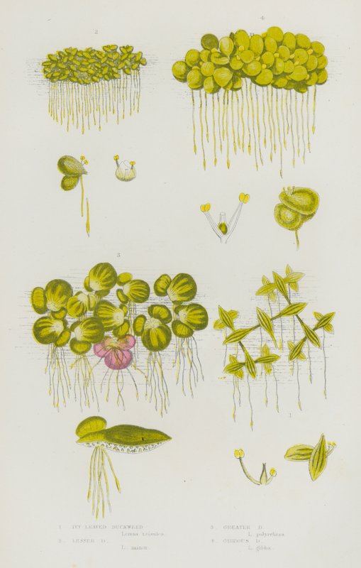 Ison-Britannian kukkivat kasvit: Ivy Leaved Duckweed, Lesser Duckweed, Great Duckweed, Gibbous Duckweed (väri litho) tekijältä English School