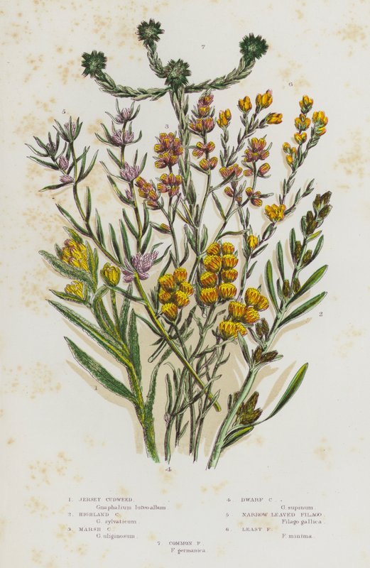 Ison-Britannian kukkivat kasvit: Jersey Cudweed, Highland Cudweed, Marsh Cudweed, Dwarf Cudweed, Narrow Leaved Filago, Least Filago, Common Filago (väri litho) tekijältä English School
