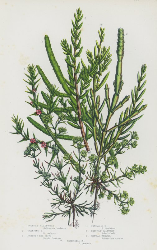 Ison-Britannian kukkivat kasvit: Joined Glasswort, Creeping Glasswort, Shrubby Sea Blite, Annual Sea Blite, Prickly Saltwort, Annual Knawel, Perennial Knawel (värilitho) tekijältä English School