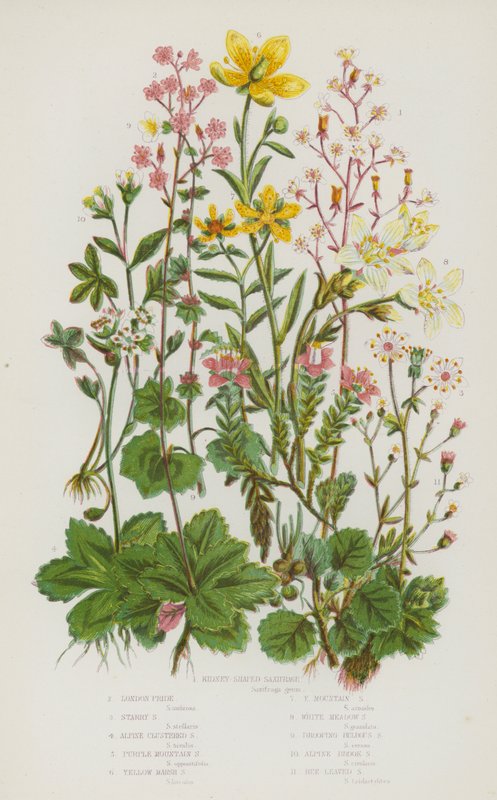 Ison-Britannian kukkivat kasvit: Munuaismuotoinen saksifrage, London Pride, Starry Saxifrage, Alpine Clustered Saxifrage, Purple Mountain Saxifrage, Yellow Marsh Saxifrage, Yellow Mountain Saxifrage, White Meadow Saxifrage, Rooping Bulbous Saxifrage, Alpin tekijältä English School