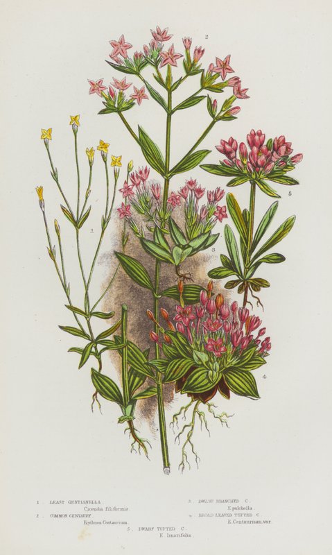 Ison-Britannian kukkivat kasvit: Vähiten Gentianella, Common Centaury, Dwarf Branched Centaury, Broad Leaved Tufted Centaury, Dwarf Tufted Centaury (väri litho) tekijältä English School