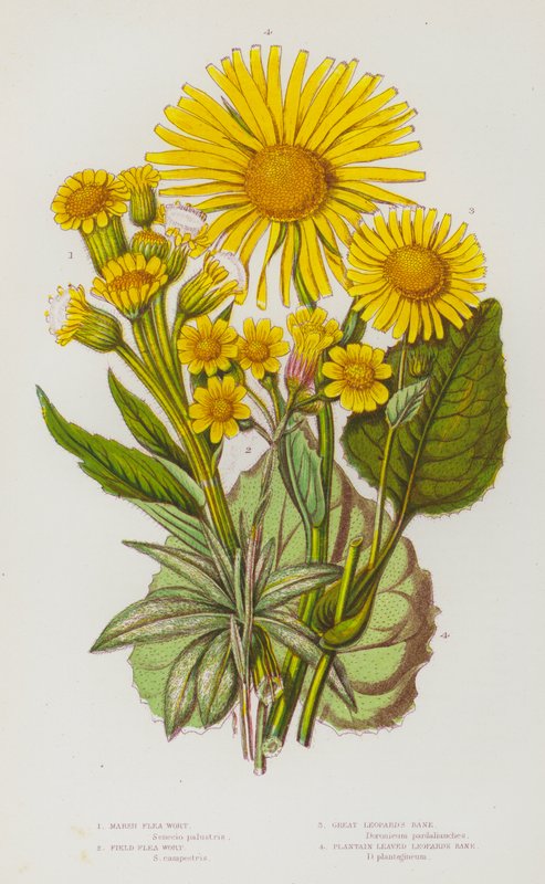 Ison-Britannian kukkivat kasvit: Marsh Flea Wort, Field Flea Wort, Great Leopard