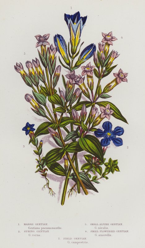 Ison-Britannian kukkivat kasvit: Gentian (värilitra): Suo-engian, kevät-engian, pieni alppi-engian, pieni kukka-engian, pelto-engian (värilitra). tekijältä English School
