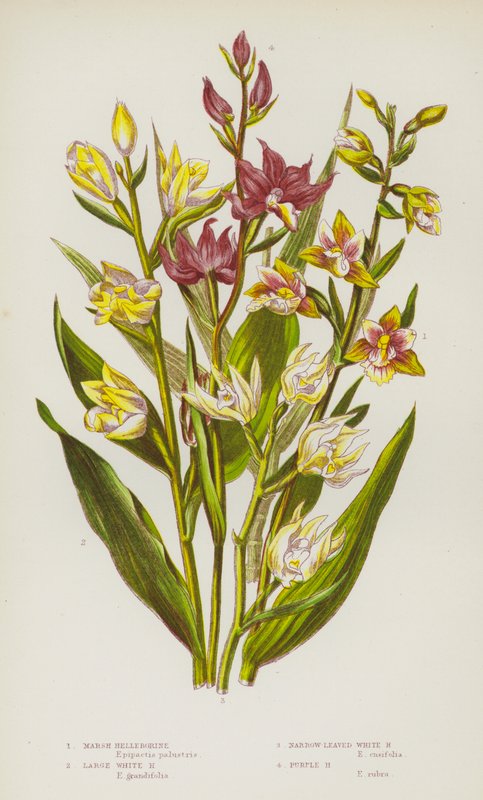 Ison-Britannian kukkivat kasvit: Marsh Helleborine, Large White Helleborine, Kapealehtinen valkoinen Helleborine, Purple Helleborine (väri litho) tekijältä English School