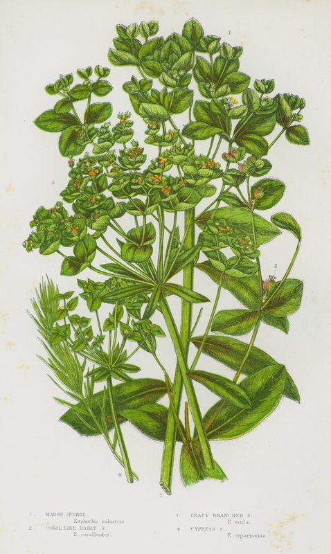 Ison-Britannian kukkivat kasvit: Marsh Spurge, Coral Like Hairy Spurge, Leafy Branched Spurge, Cypress Spurge (väri litho) tekijältä English School