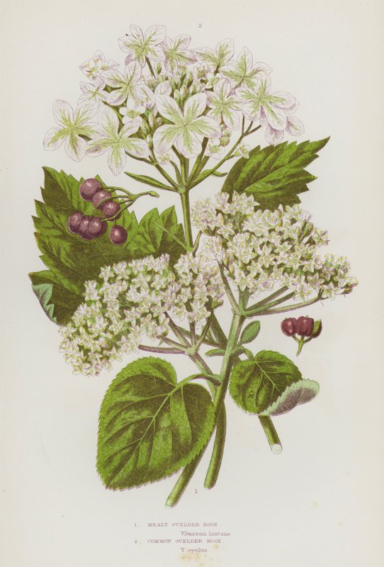 Ison-Britannian kukkivat kasvit: Kukka: Mealy Guelder Rose, Common Guelder Rose (värilitro). tekijältä English School