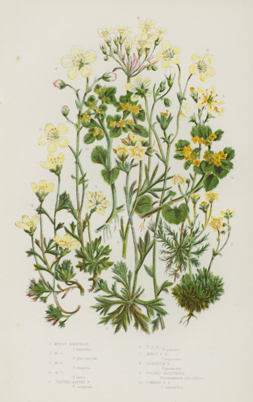 Ison-Britannian kukkivat kasvit: Mossy Saxifrage, Mossy Saxifrage, Mossy Saxifrage, Mossy Saxifrage, Tufted Alpine Saxifrage, Tufted Alpine Saxifrage, Mossy Alpine Saxifrage, Geranium Saxifrage, Golden Saxihofrage tekijältä English School