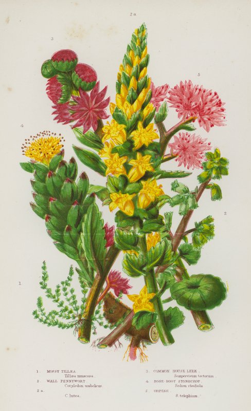 Ison-Britannian kukkivat kasvit: Mossy Tillaea, Wall Pennywort, Wall Pennywort, Common House Leek, Rose-Root Stonecrop, Orpine (väri litho) tekijältä English School