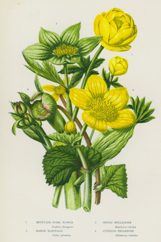 Ison-Britannian kukkivat kasvit: Mountain Globe Flower, Marsh Marigold, Green Hellebore, Stinking Hellebore (väri litho) tekijältä English School