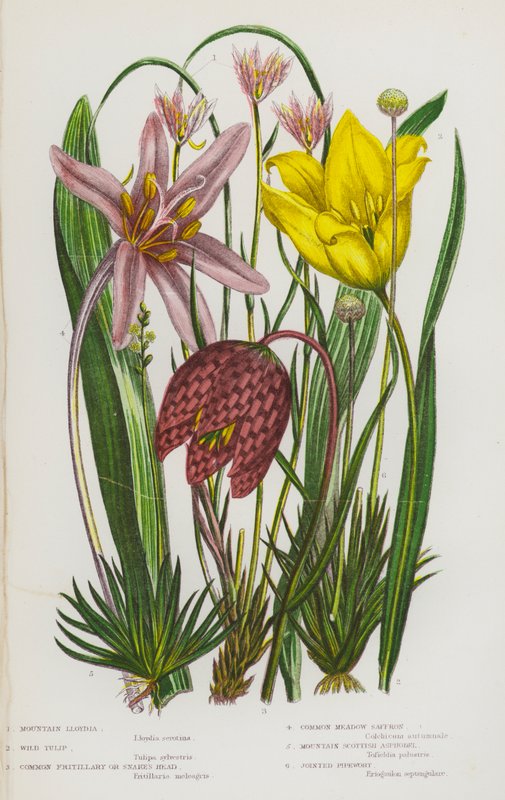 Ison-Britannian kukkivat kasvit: Mountain Lloydia, Wild Tulip, Common Fritillary or Snake