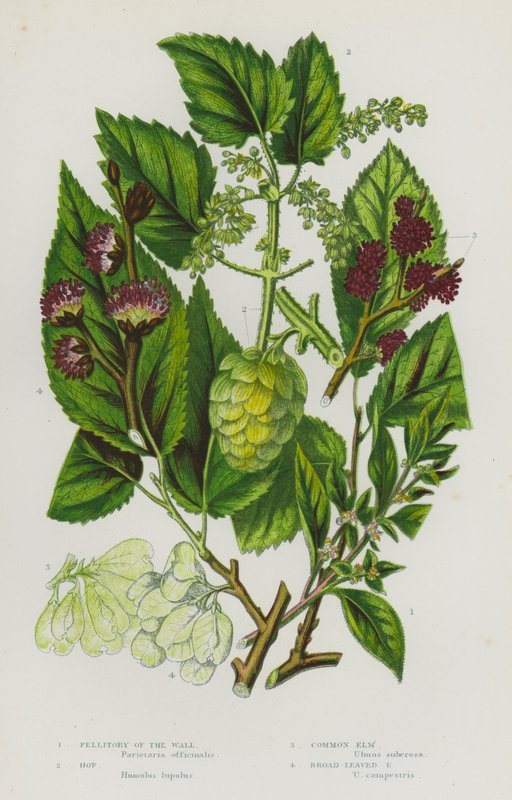 Ison-Britannian kukkivat kasvit: Pellitory of the Wall, Hop, Common Elm, Broad-Leaved Elm (väriliitossa). tekijältä English School