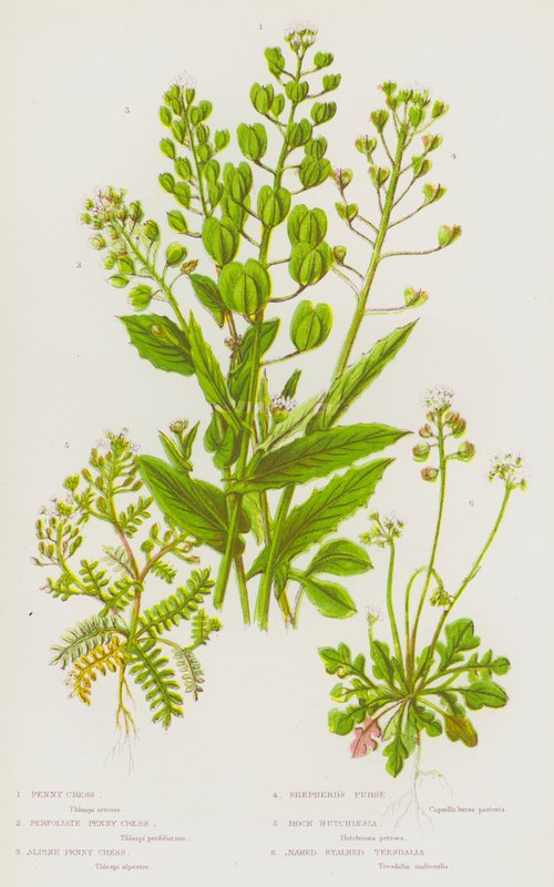 Ison-Britannian kukkivat kasvit: Penny Cress, Perfoliate Penny Cress, Alpine Penny Cress, Shepherd